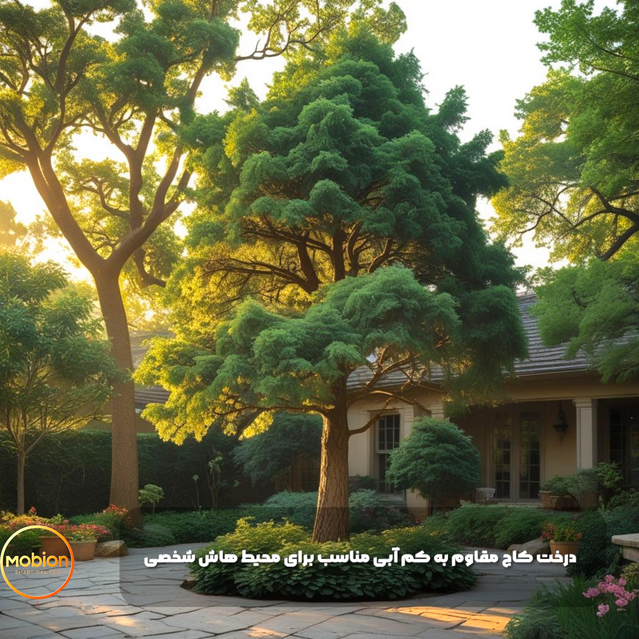 درخت کاج در حیاط وسط خانه ای که با پوشش گیاهی سرسبز پوشیده شده است