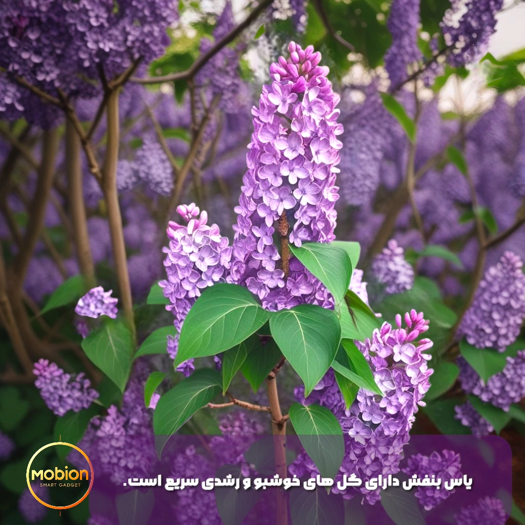 باغچه یاس بنفش زیبا- اسم برند mobion قرار دارد
