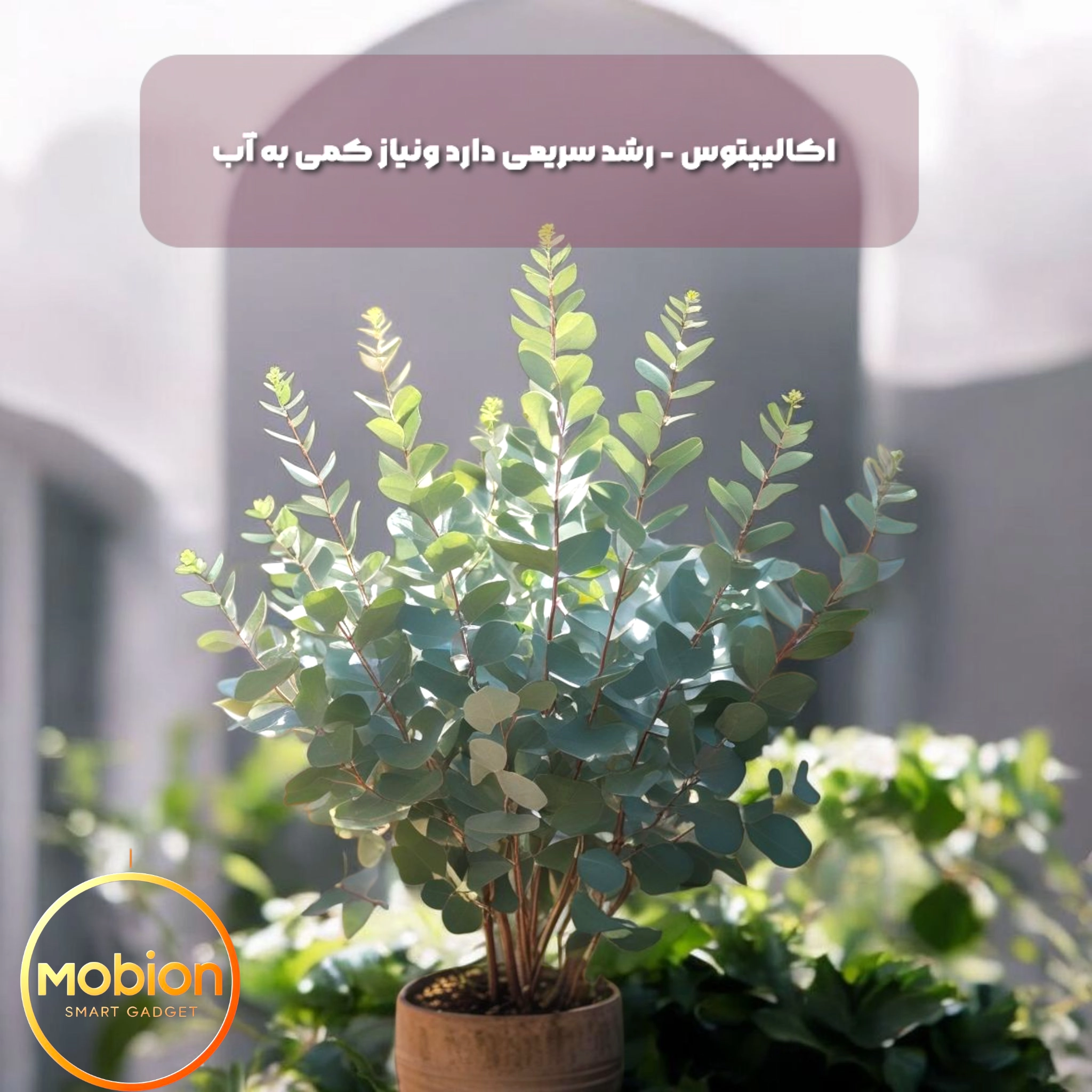 گلدان اکالیپتوسی که به زیبایی رشد کرده است- نوشته برند mobion در تصویر است
